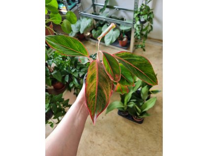 Aglaonema 'Crete' malá