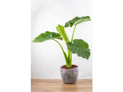 240926 petra květiny236