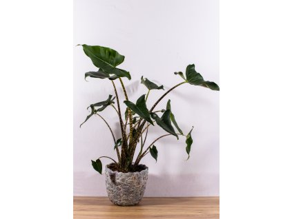 240926 petra květiny250