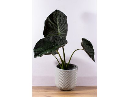 240926 petra květiny248