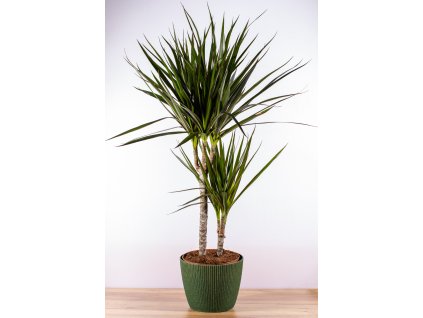 240926 petra květiny240