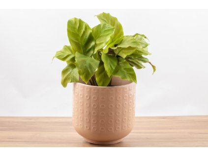 240926 petra květiny222