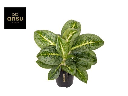 lemon mint agla