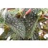 Begonia maculata 'Silver Spot'