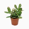 crassula