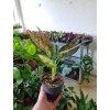 Aglaonema Strawberry Baby M