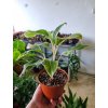 Aglaonema Queen of Siam