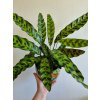 Kalatea (Calathea)  lancifolia  XL