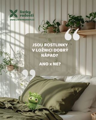 Mít pokojovku v ložnici? Ano, nebo ne? 🤔 Zapomeňte na mýty, že rostliny v noci „kradou kyslík“. 🌱 ✅ Zelená uklidňuje →...
