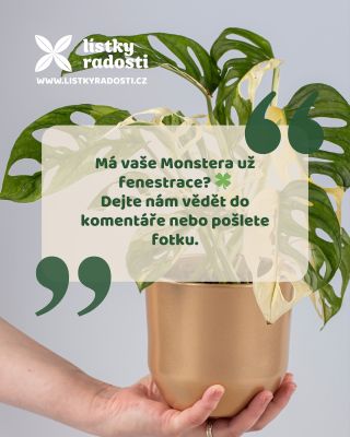 Proč má monstera v listech díry? 🤔🍃 Nejde jen o efekt – fenestrace mají svůj důvod: ☀️ propustí více světla k nižším...