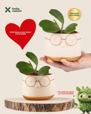 Kolik lásky je dost lásky? 💚 Hoya kerrii – srdíčková rostlinka, která nikdy nezklame. 🌱 Skvělý dárek z lásky, přátelství...