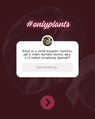 Zimní nákup rostliny je sportovní výkon – hlavně rychlost a dobré balení 🥶🌿 Chlad umí kytku spálit během pár minut, takže...