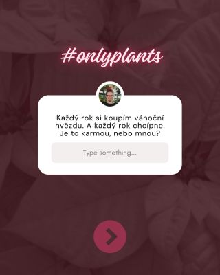 Vánoční hvězda má pověst drama queen, ale většinou ji nezabíjí „vánoční prokletí“ – dělá to prochladnutí při převozu,...