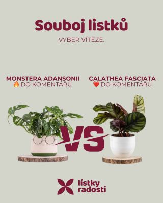 Vyber vítěze: 🔥 = Monstera, ❤ = Calathea. Označ parťáka a uvidíme, kdo vyhraje
