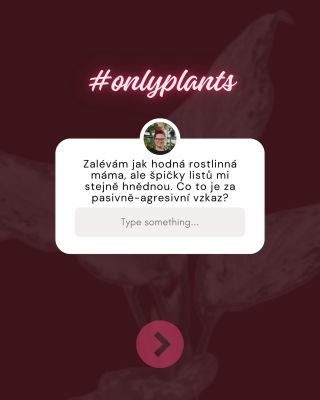 Hnědé špičky listů většinou nejsou „málo vody“ , ale sůl a suchý vzduch. Tvrdá voda, přehnojení, topení — a kytka ti píše...