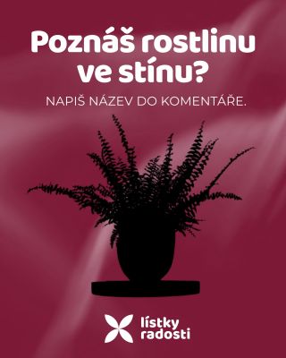 Tipovačka: jaká je to rostlina? Napiš odpověď do komentáře a dej follow, ať ti neuteče výsledek👀