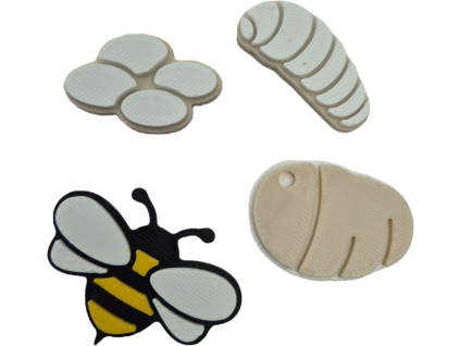 Životní cyklus- Včela