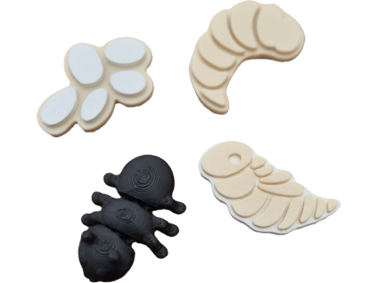 Životní cyklus- Mravenec