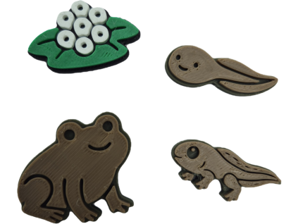 Životní cyklus- Žába