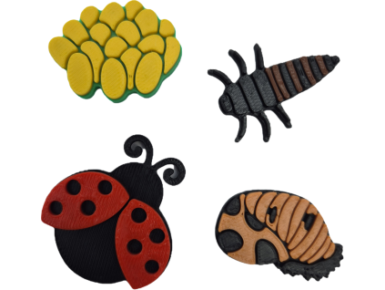 Životní cyklus- Beruška