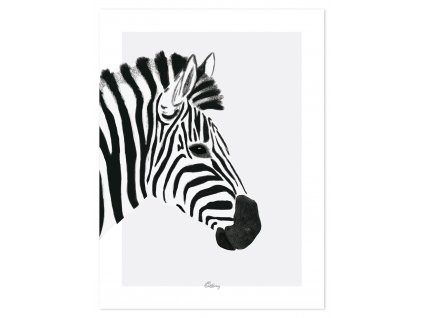 P0264 zebre