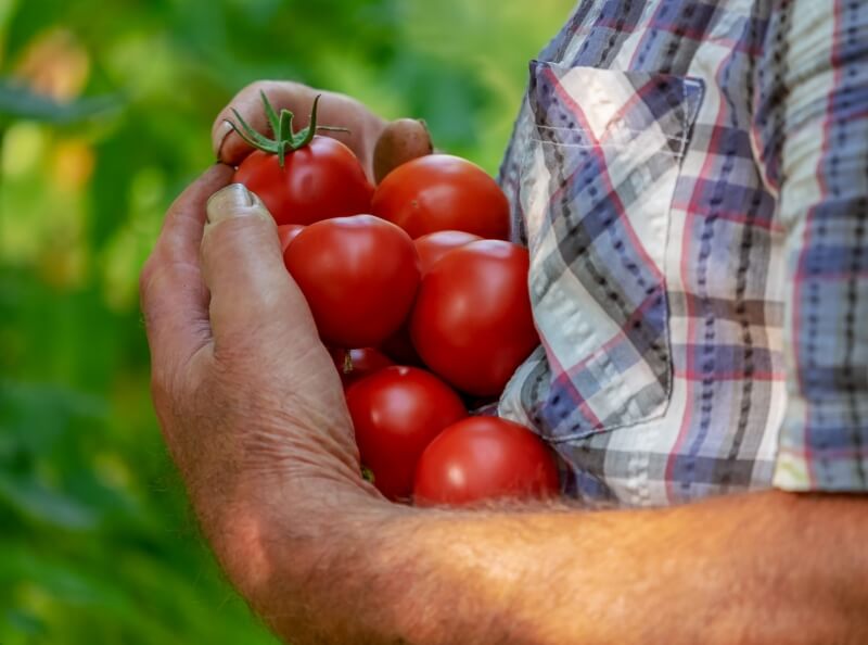 Farmář, rajčata, lokální výroba