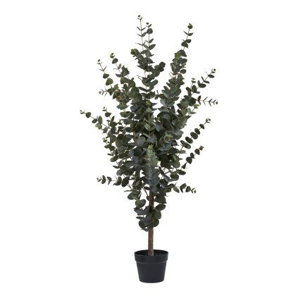 Eucalyptus stromek