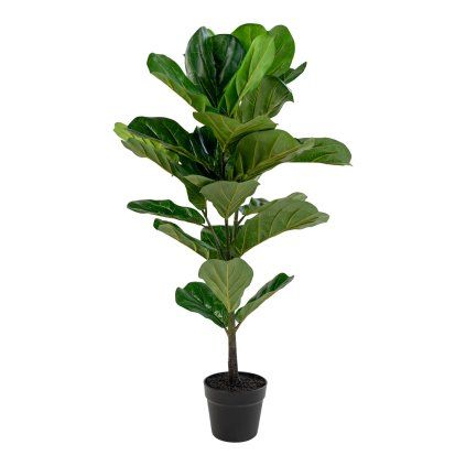 Fiddle leaf stromek  5713917004485 49 1455