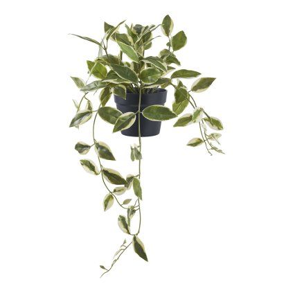 Hoya carnosa