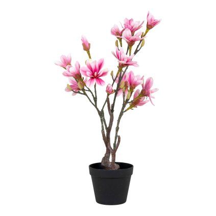 Magnolia stromek