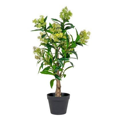Skimmia stromek