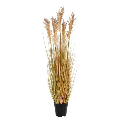 Sorghum tráva
