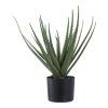 Aloe vera  5713917033317 49 1449