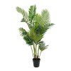 Areca palm  5713917004492 49 1457