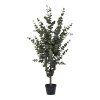 Eucalyptus stromek  5713917031368 49 1456