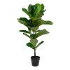 Fiddle leaf stromek  5713917004485 49 1455
