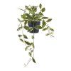 Hoya carnosa  5713917033355 49 1454