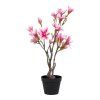 Magnolia stromek   5713917022601 49 1465