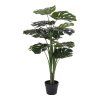 Monstera  5713917004478 49 1448