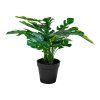 Monstera  5713917004515 49 1458