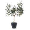 Olive stromek  5713917033324 49 1450