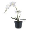 Orchid  5713917033300 49 1451