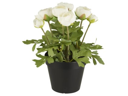 58809 bily umely pryskyrnik v kvetinaci ranunculus