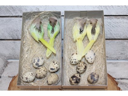 Hnízda s ptáčkem a vajíčky