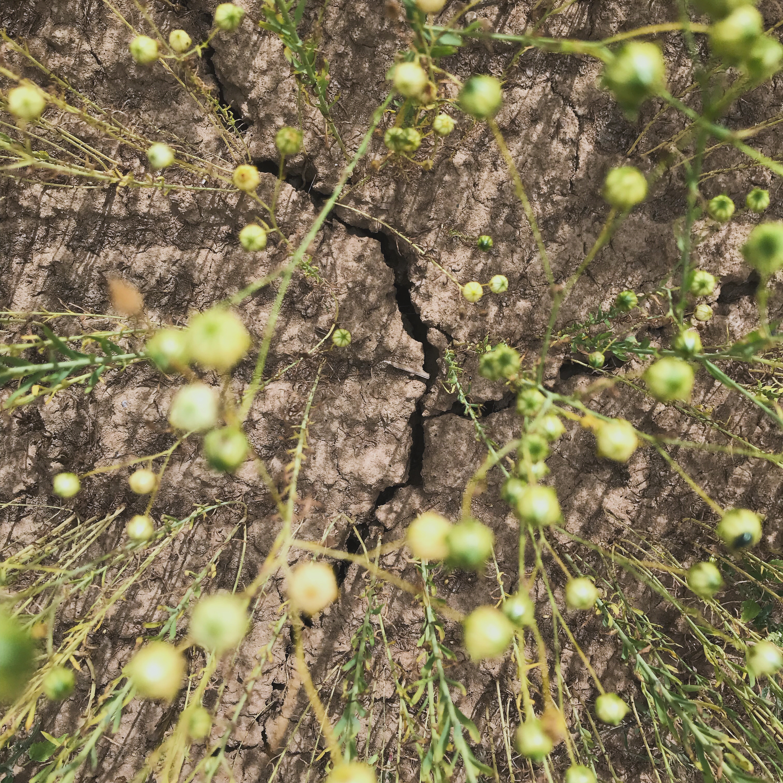 Extrémní výkyvy počasí zamávaly se sklizní i cenami lnu