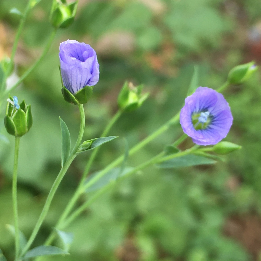 Jak si vypěstovat len