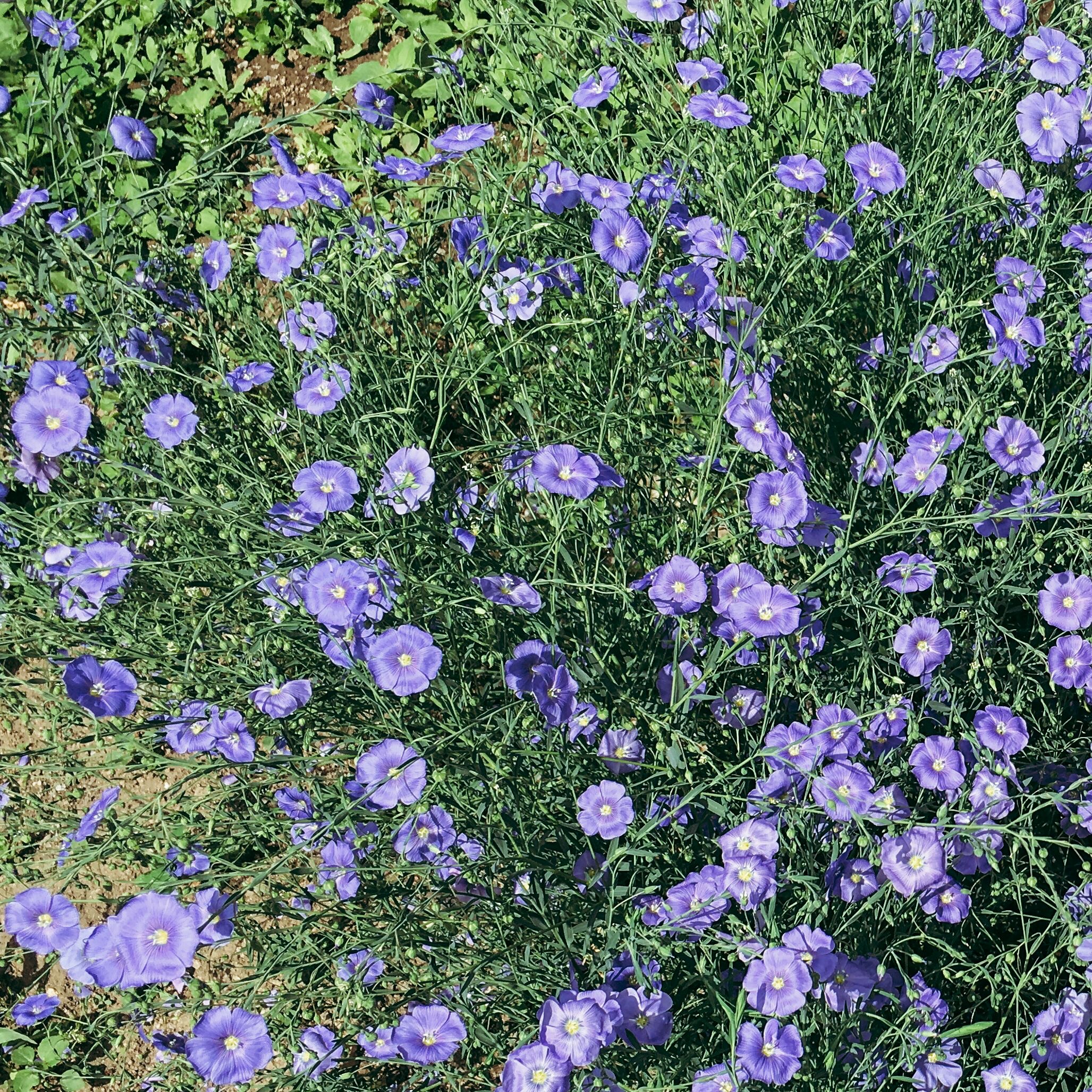 Len.  Rostlina provázející lidstvo tisíce let