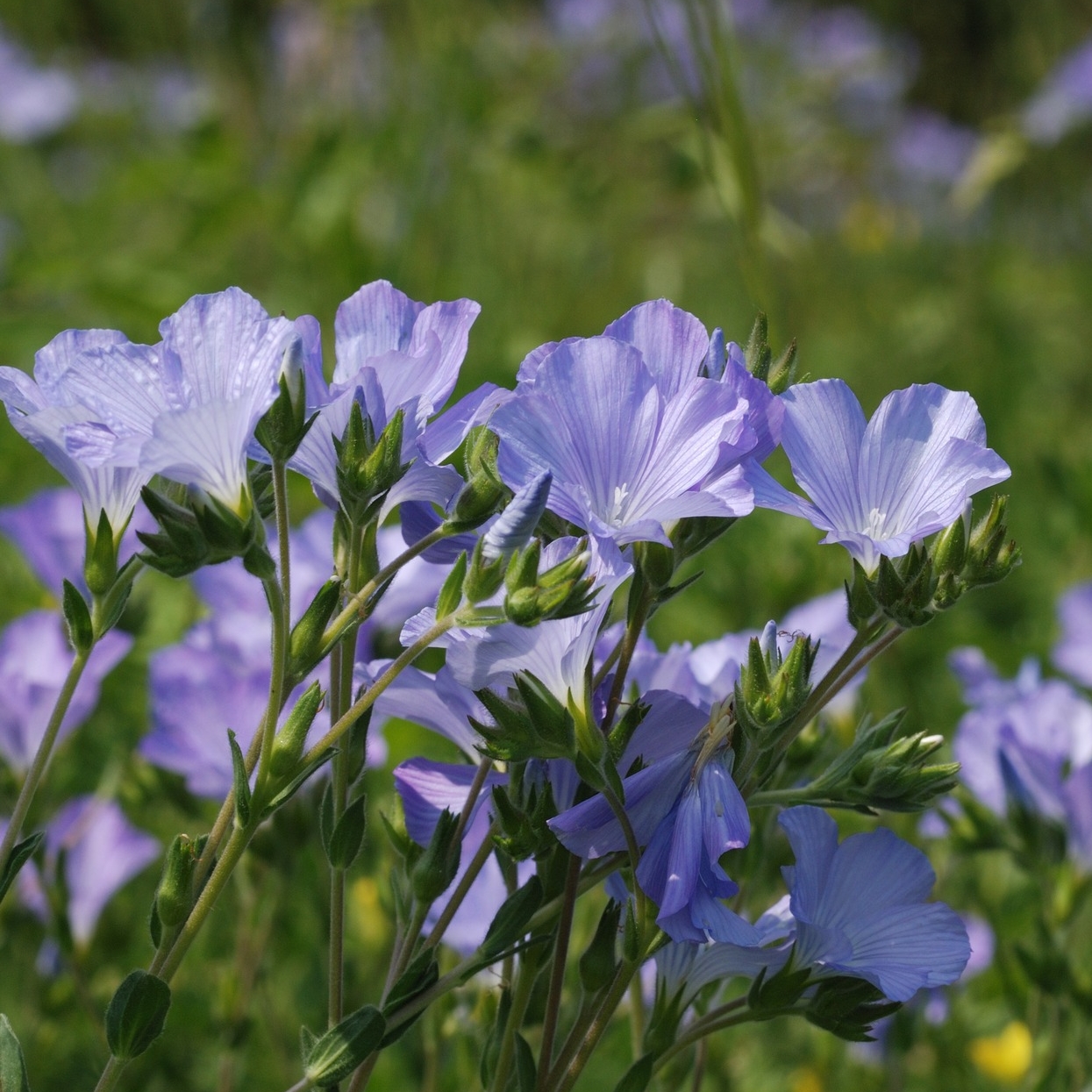 Vzácný len chráněný zákonem