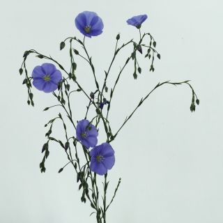 🤍ZASEJ SI SVŮJ LEN🤍 Zase po roce nastal čas, kdy Ti jako 🎁 s objednávkou posíláme semínka lnu. Ať se můžeš v létě těšit ze...