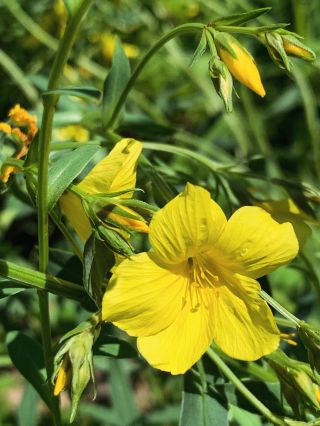 🌼LEN ŽLUTÝ🌼 /linum flavum/ 🌼zvláště chráněný rostlinný druh Česka 🌼nadivoko ho ještě najdeš třeba v Českém středohoří,...